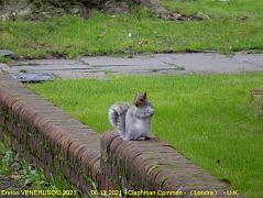 89 - Claphman Common (Londra)